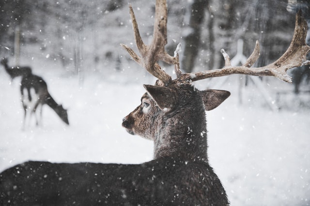 a deer and a deer in the snow