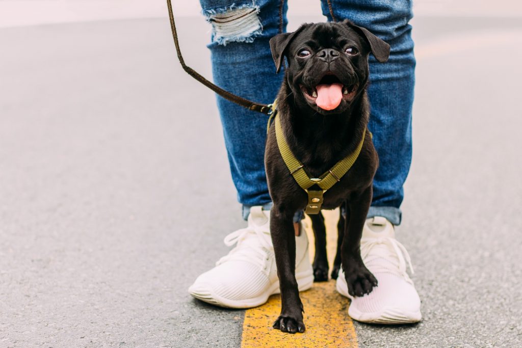 a dog wearing a harness