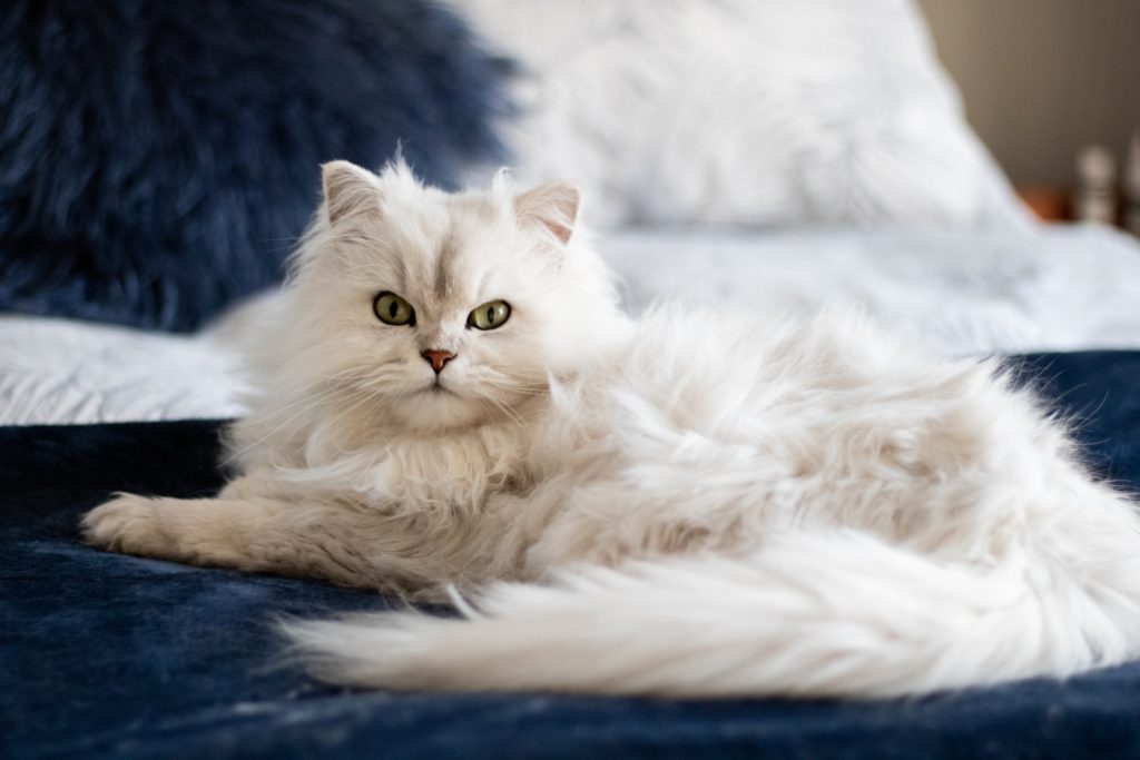 a cat lying on a blanket