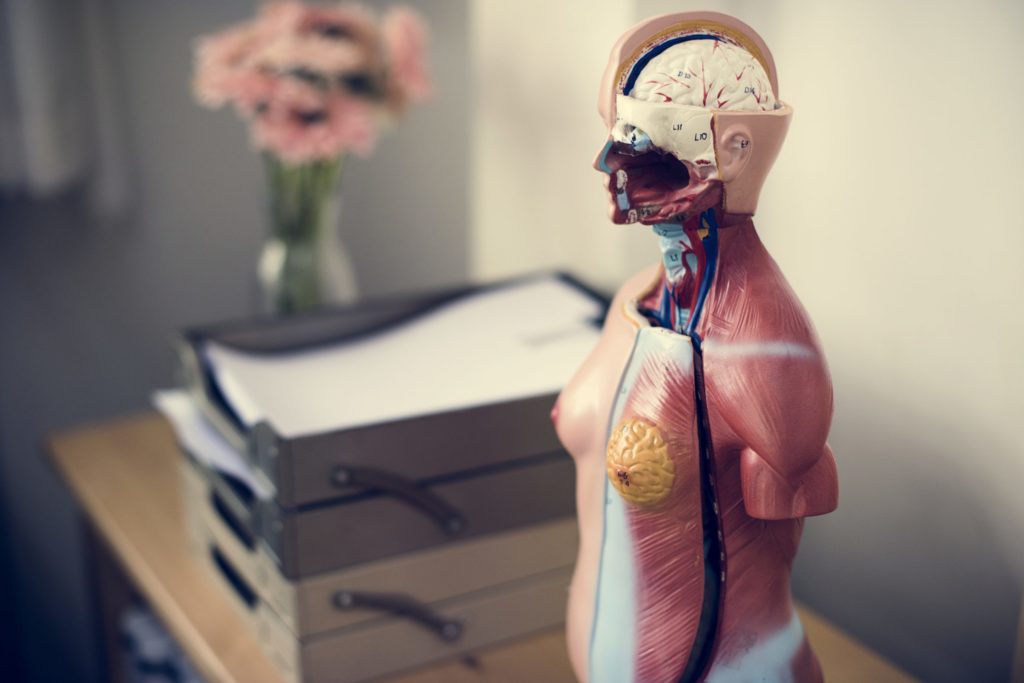 Human anatomy model